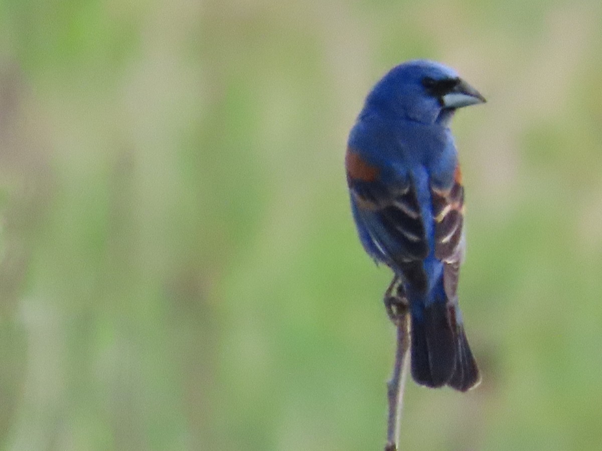 Blue Grosbeak - ML619372825