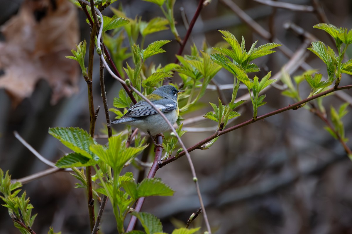 Northern Parula - Patrick Robinson