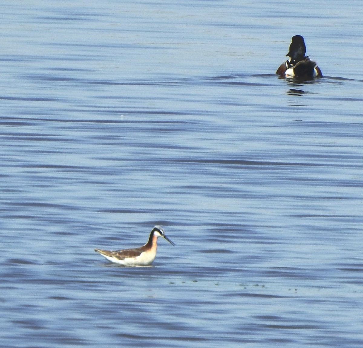 Northern Shoveler - Bruce Mellberg