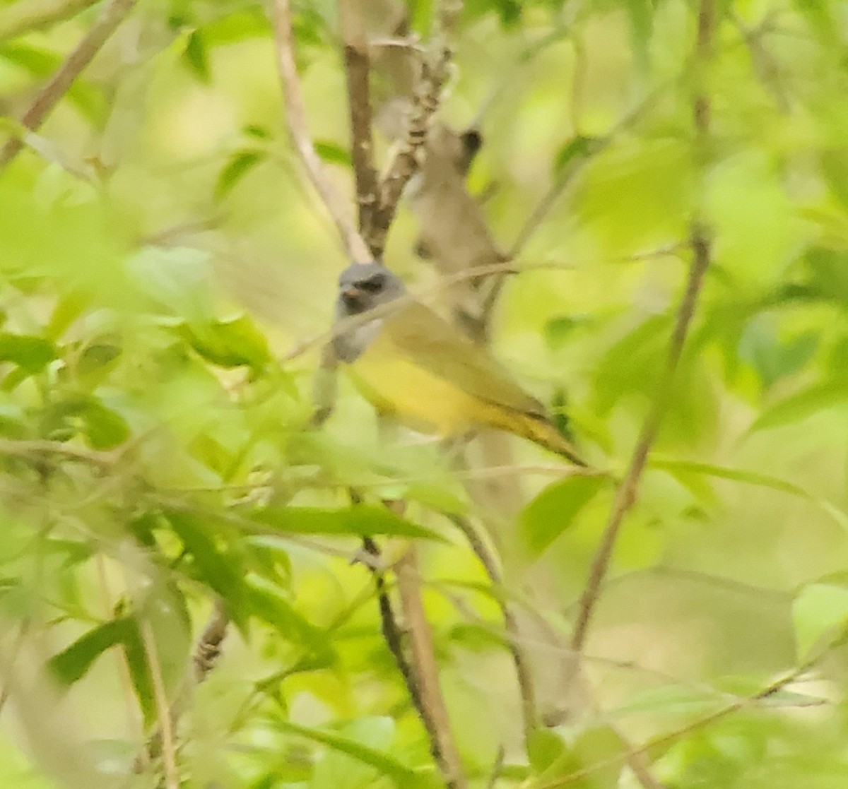 Mourning Warbler - Neal Reilly