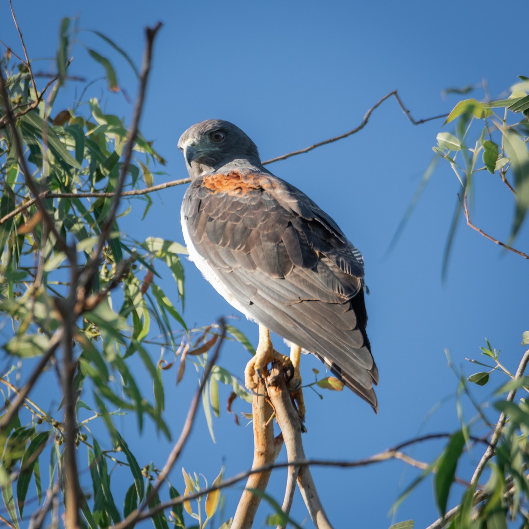 White-tailed Hawk - Juan Villamizar