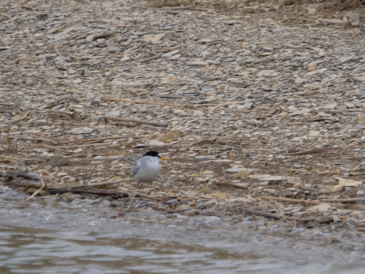 Least Tern - ML619372850