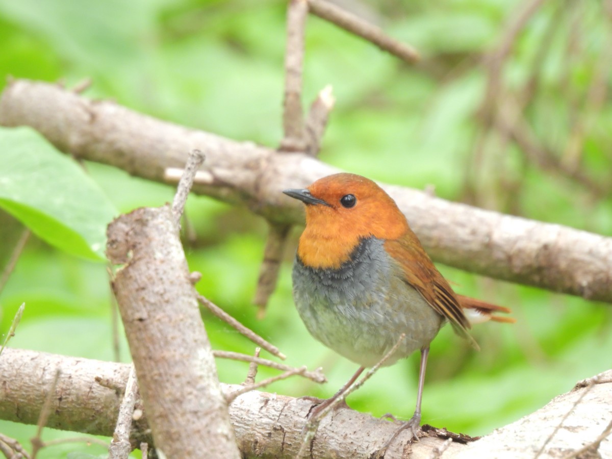 Japanese Robin - ML619372852