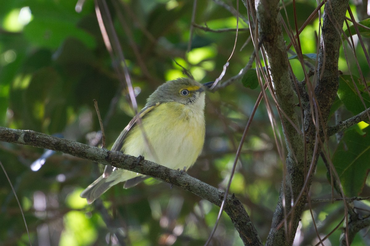 Vireo Ojiblanco - ML619372854