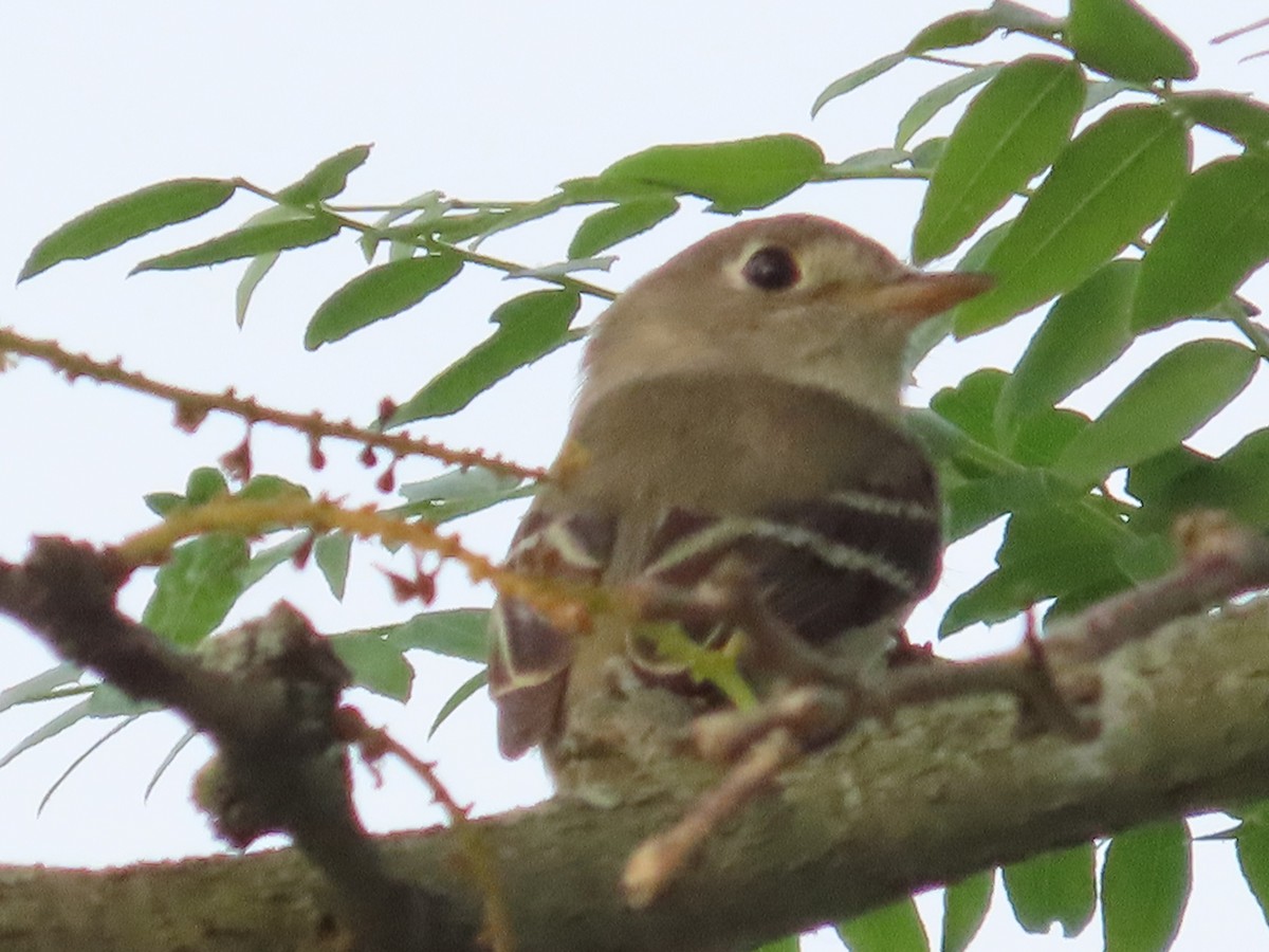 Least Flycatcher - David Huff