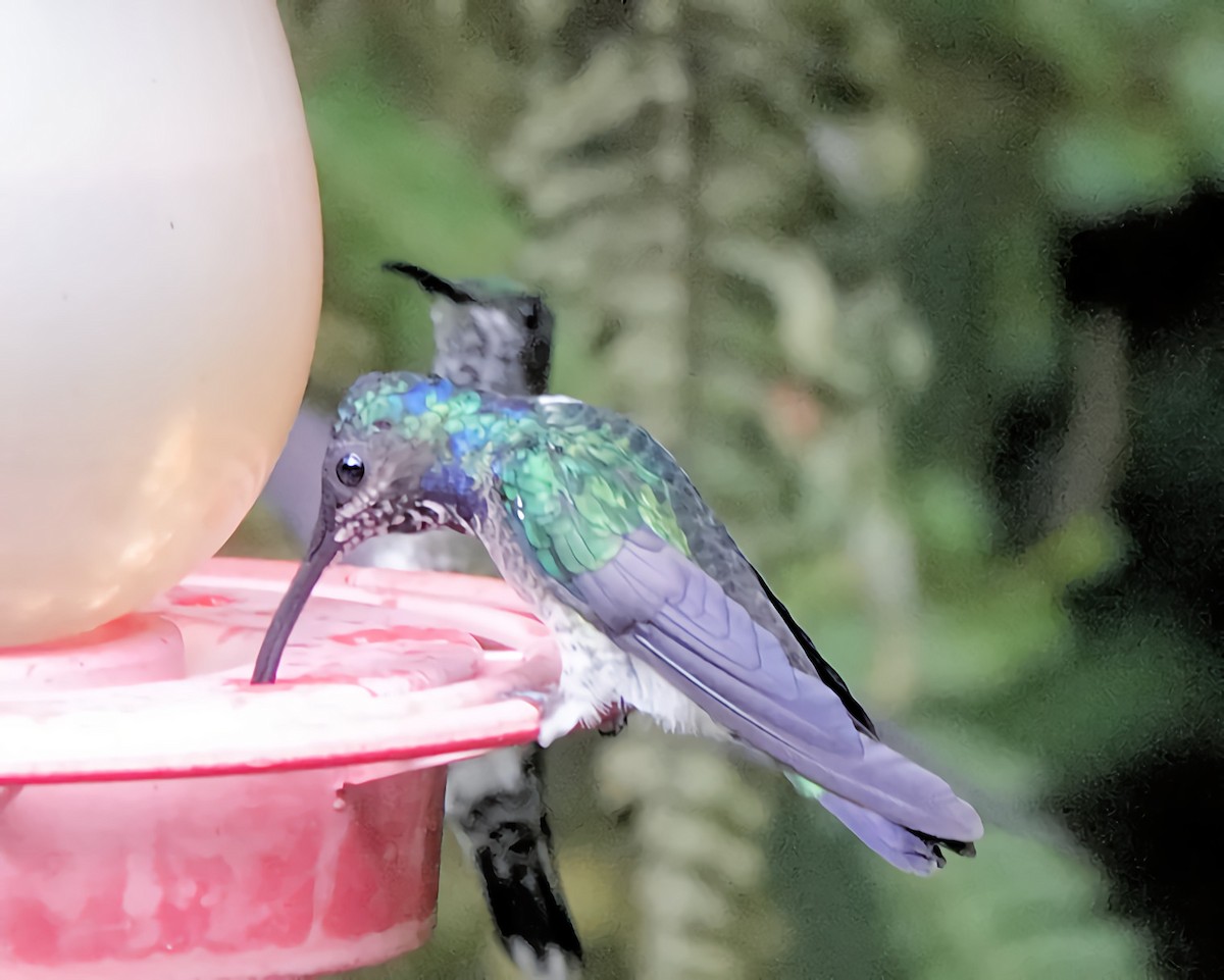 White-necked Jacobin - Marie Ostrander