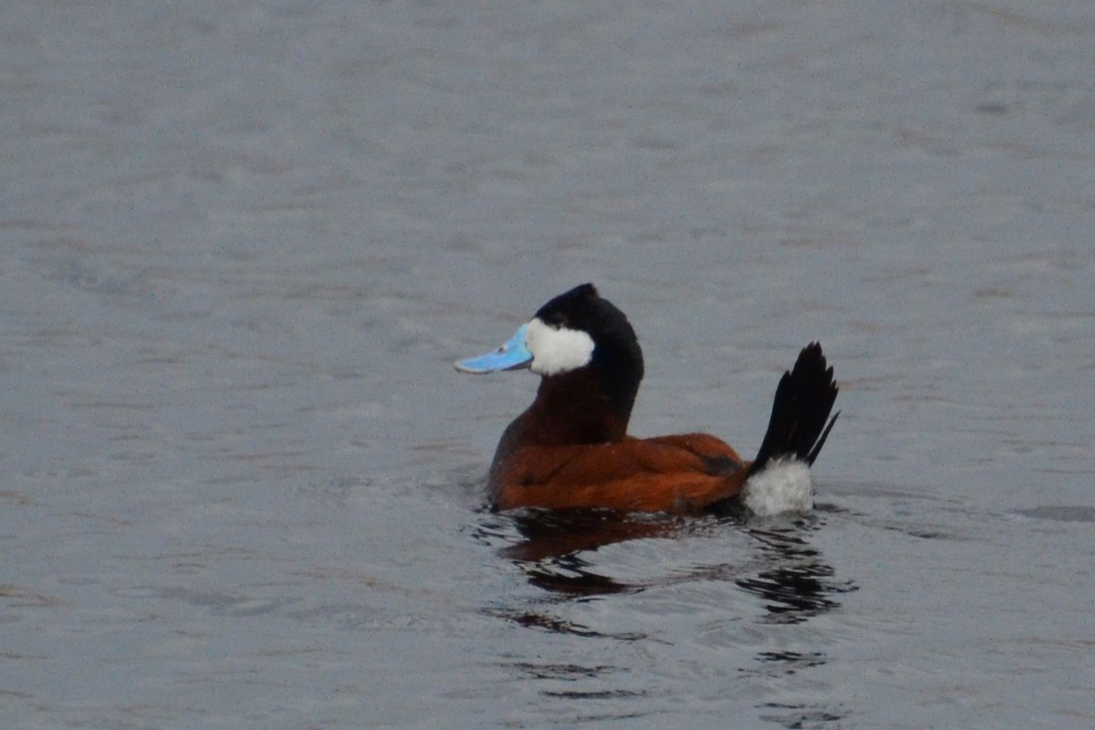 Ruddy Duck - Ted Armstrong