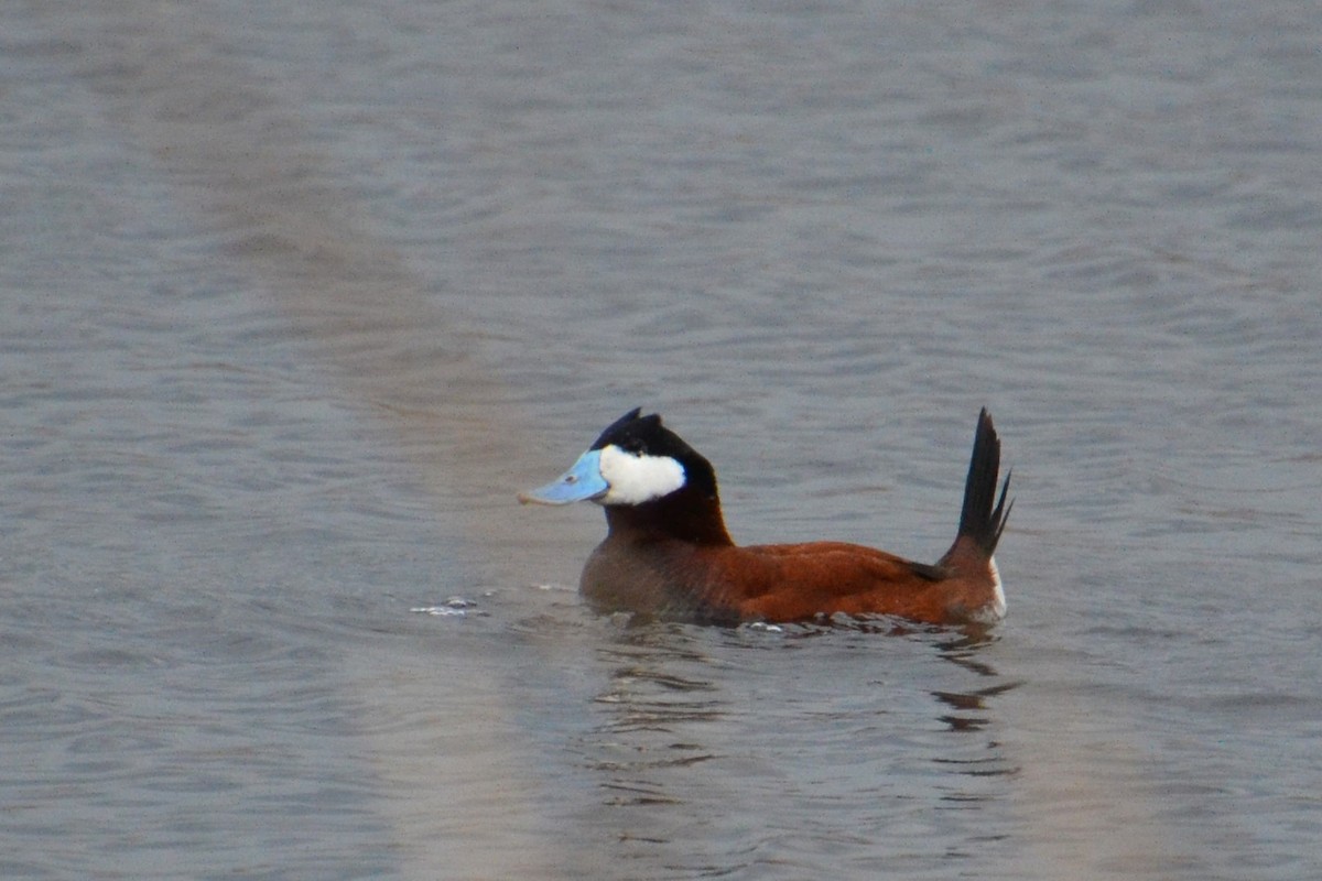 Ruddy Duck - Ted Armstrong