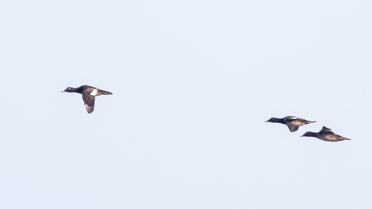 White-winged Scoter - ML619372881