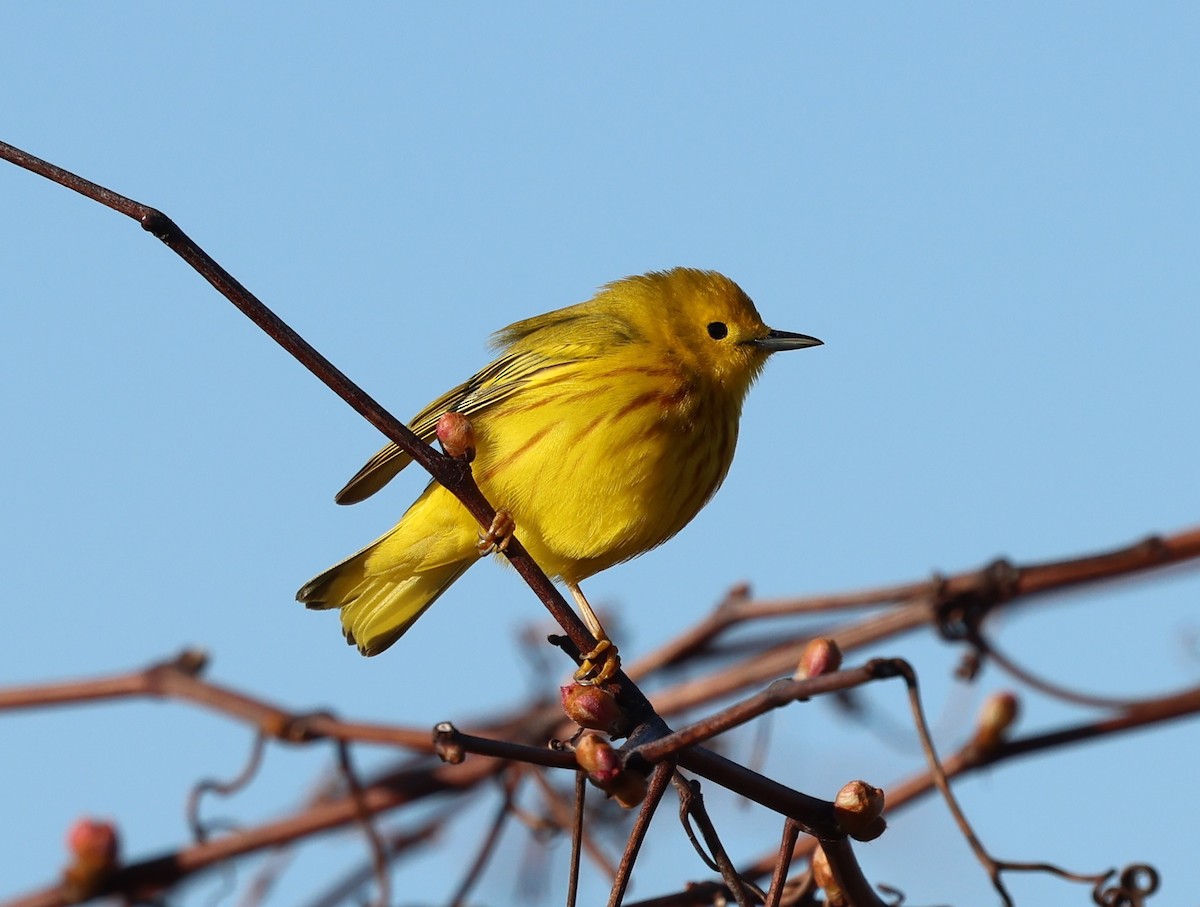 gulparula (aestiva gr.) - ML619372903
