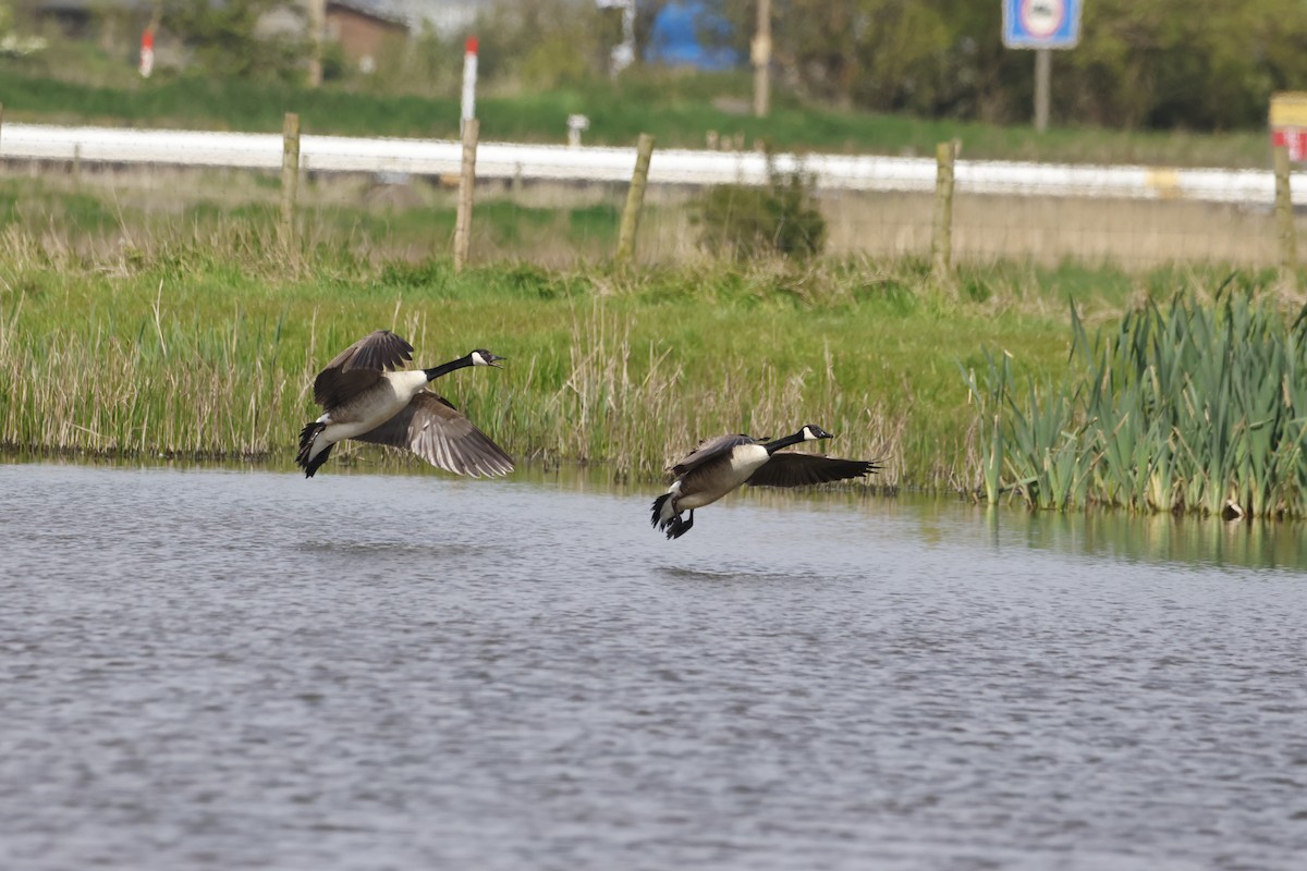 Canada Goose - Gareth Bowes