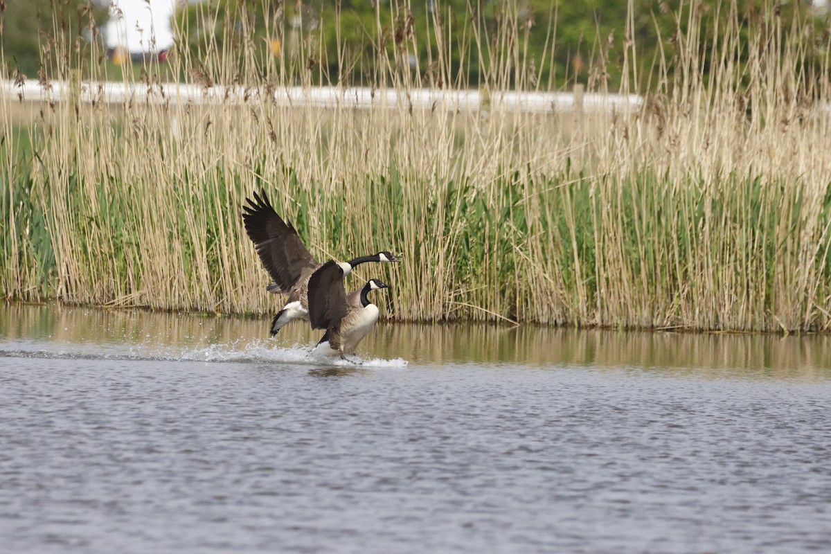 Canada Goose - Gareth Bowes