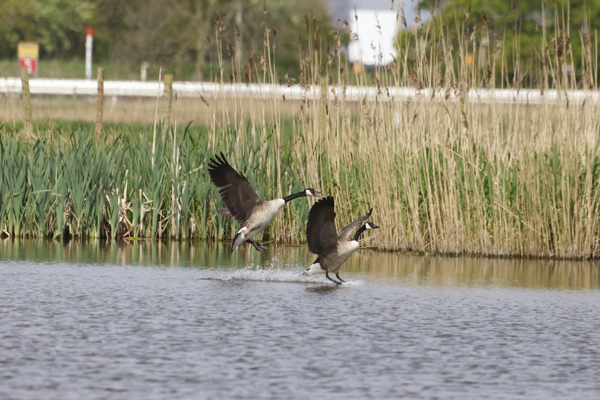 Canada Goose - Gareth Bowes