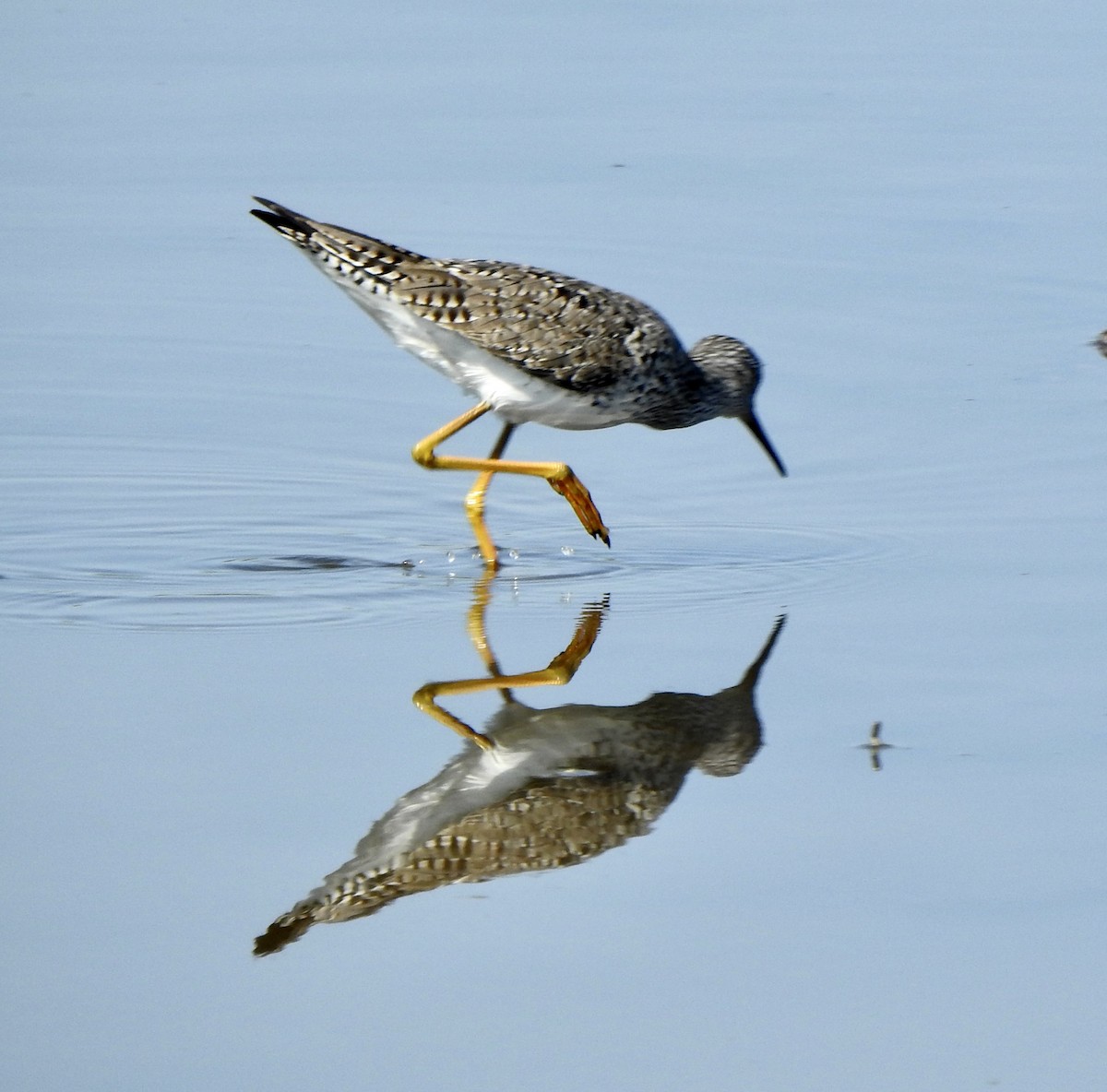 Lesser/Greater Yellowlegs - Bruce Mellberg