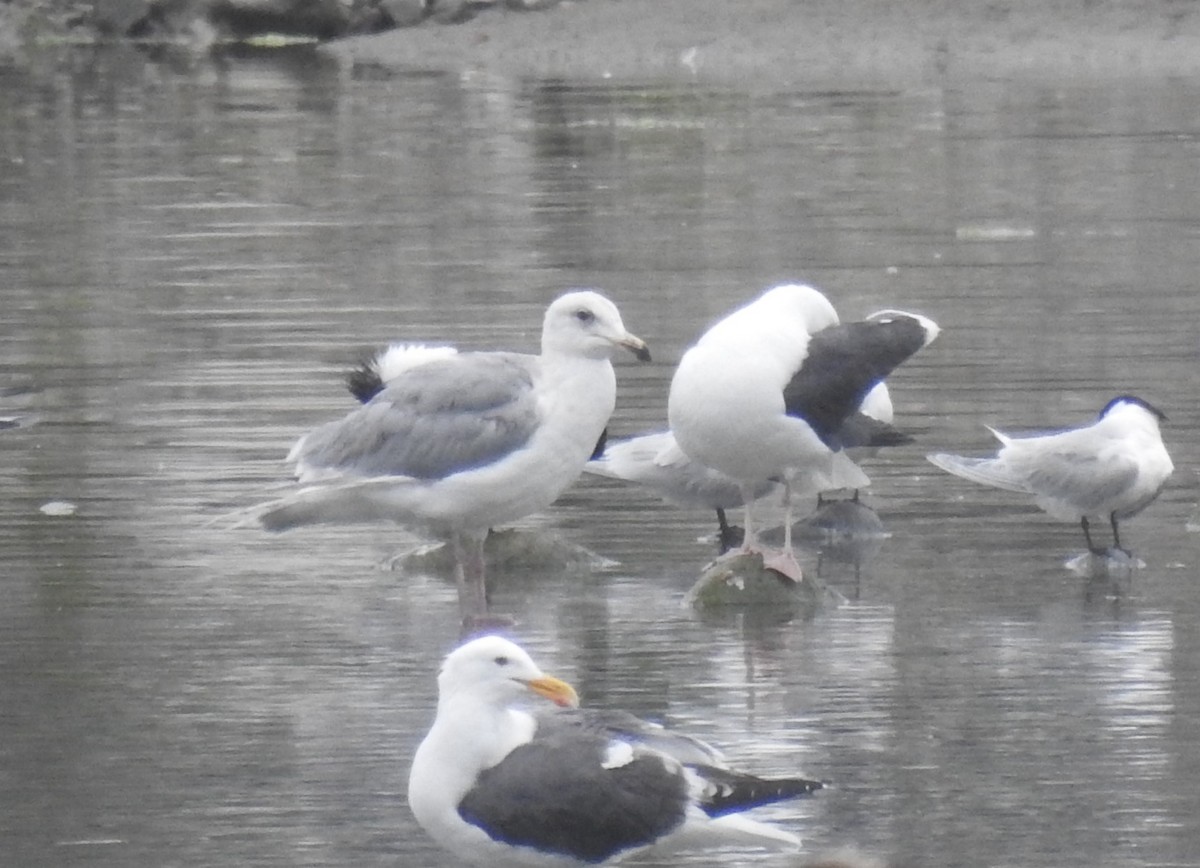 Glaucous-winged Gull - Chris Dean