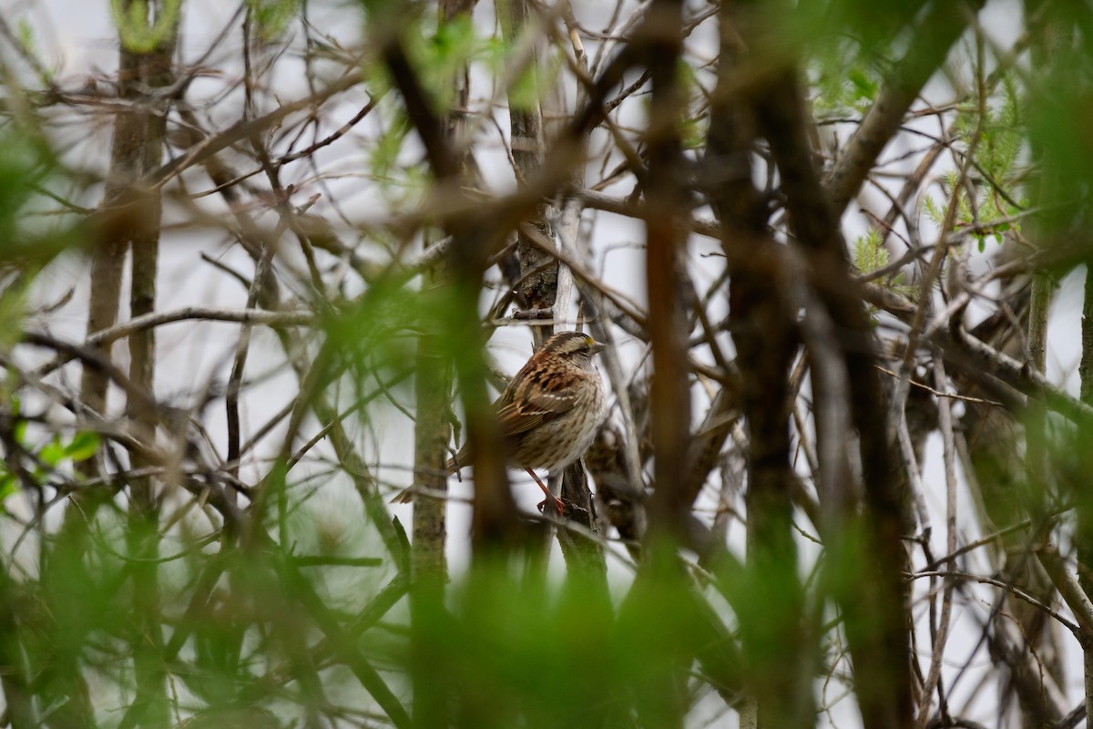 White-throated Sparrow - Khoi Nguyen