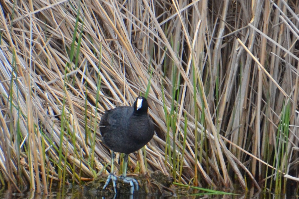 American Coot - Ted Armstrong