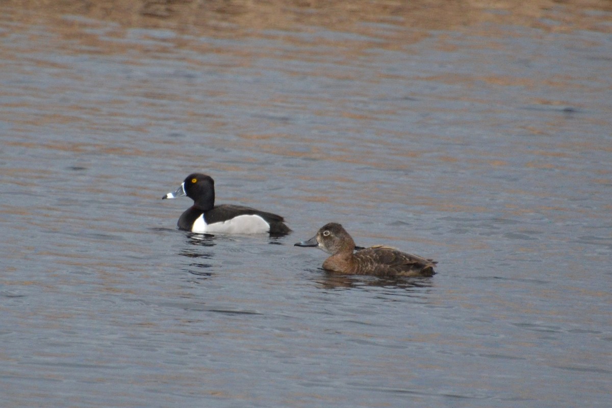 Ring-necked Duck - Ted Armstrong