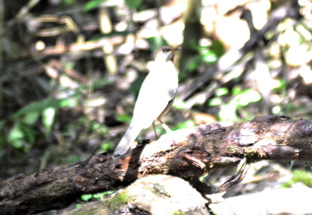 Creamy-bellied Thrush - ARNALDO SILVA