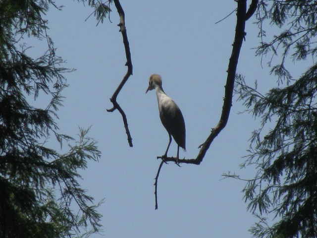 Western Cattle Egret - Ian Parrots