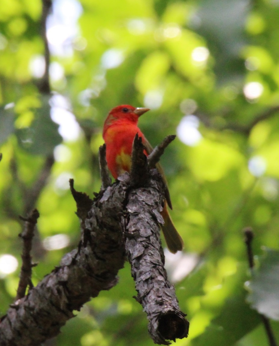 Summer Tanager - ML619372972