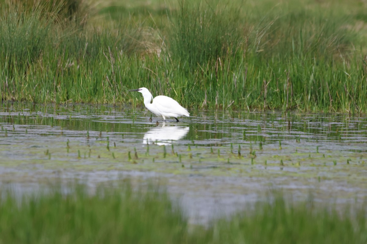 Little Egret - Gareth Bowes