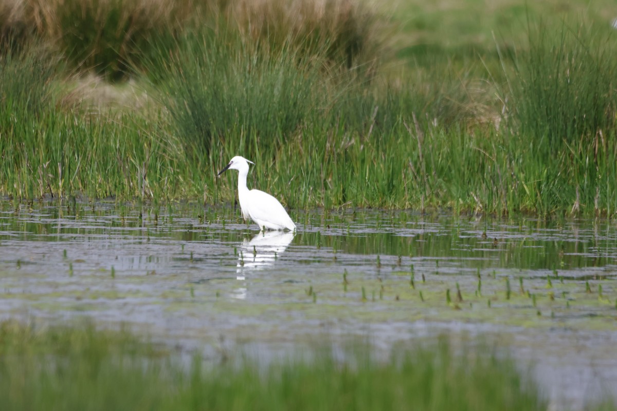 Little Egret - Gareth Bowes