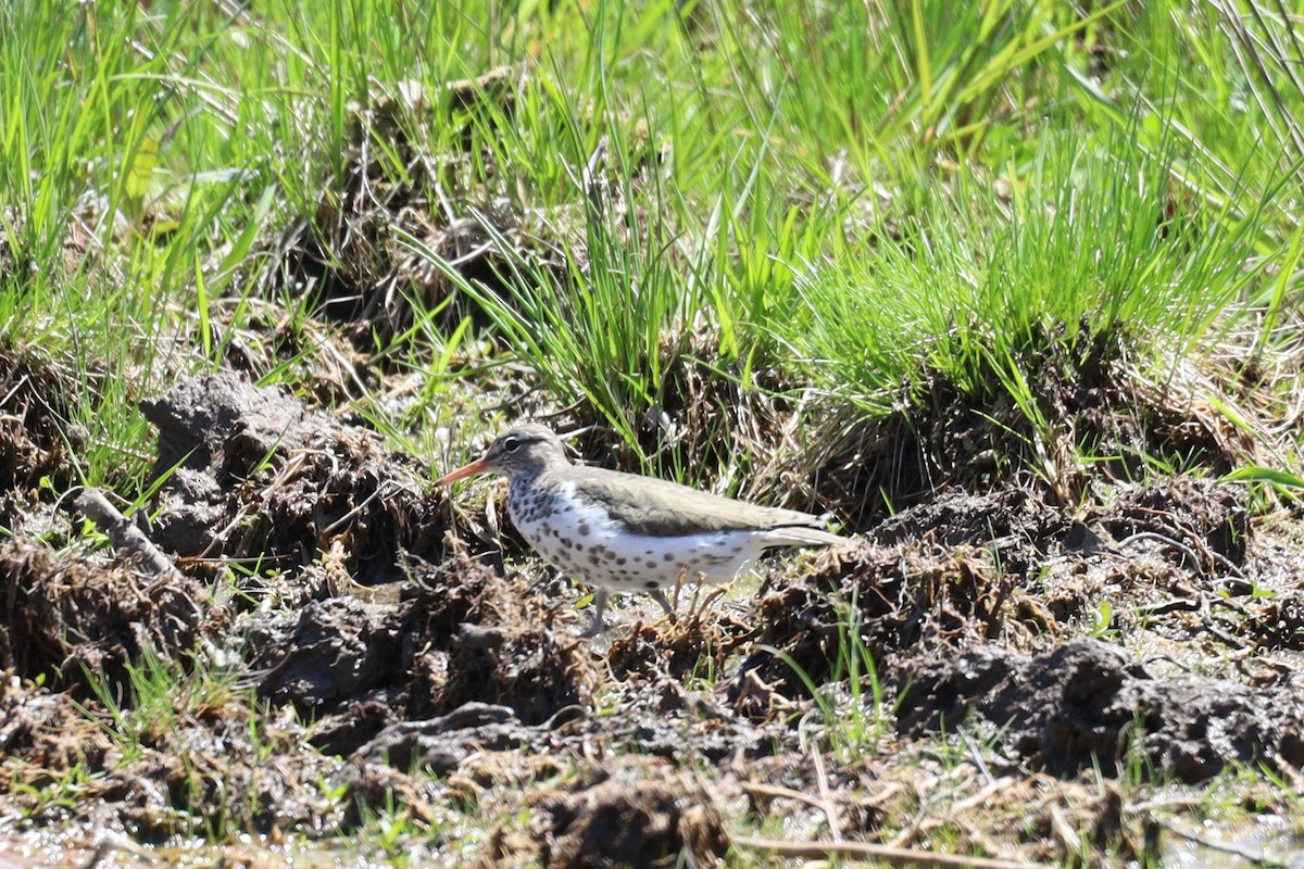 Spotted Sandpiper - ML619372999