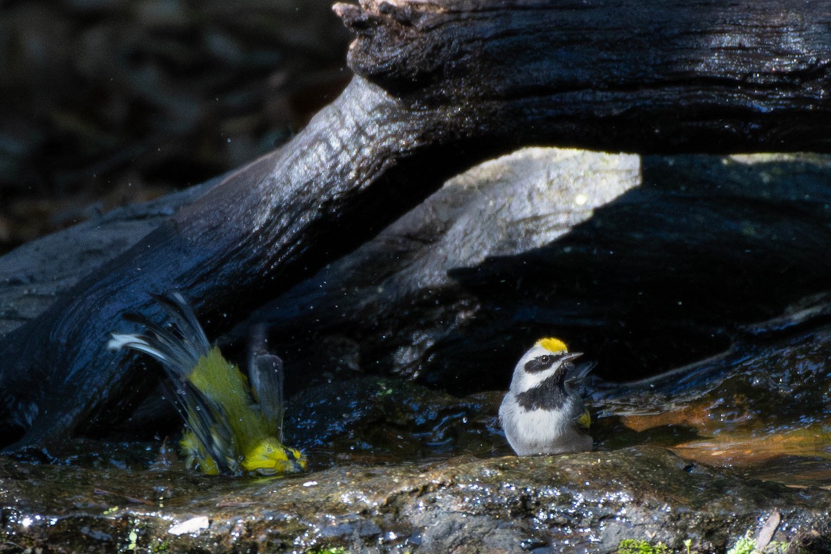 Golden-winged Warbler - Kaleb Anderson