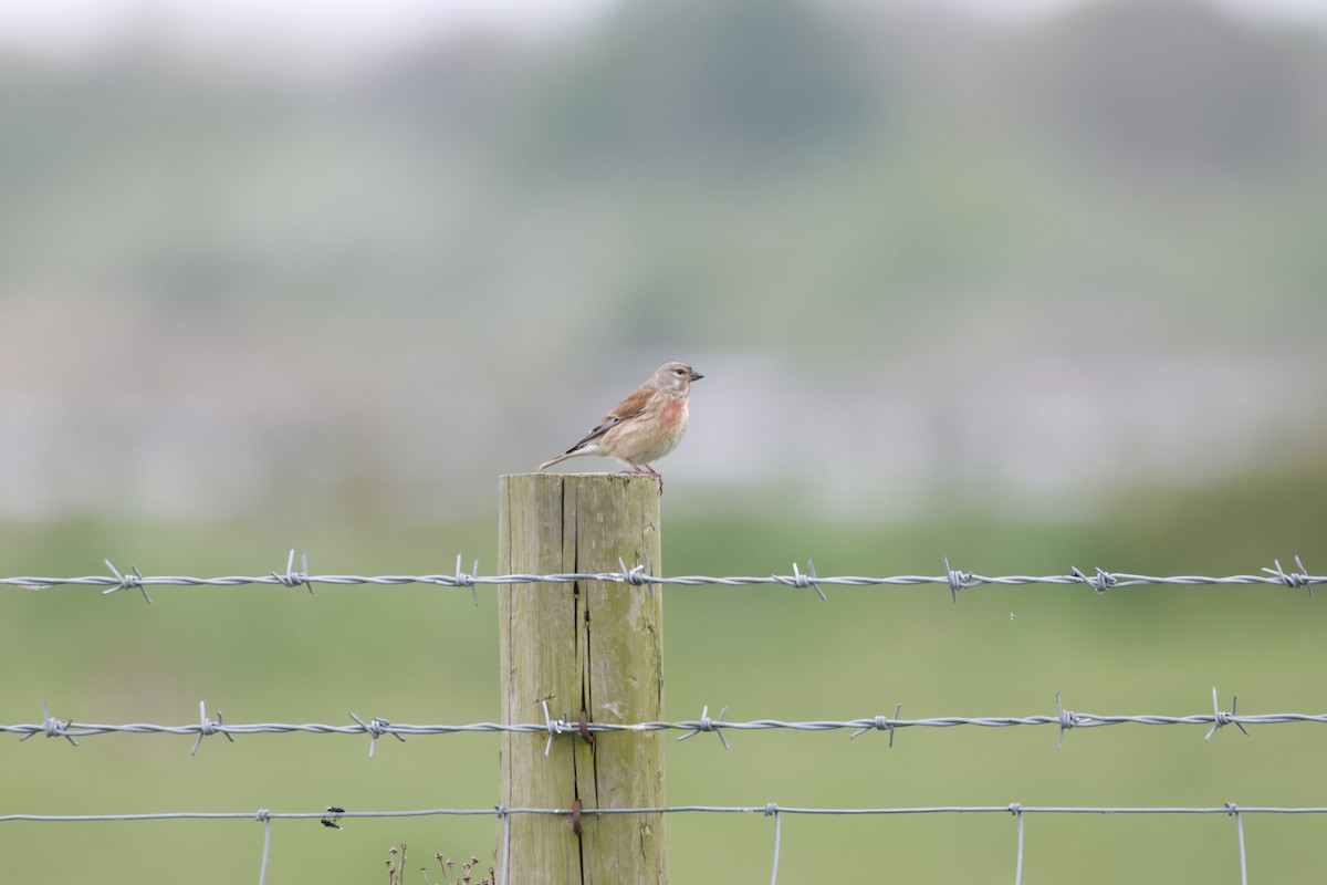 Eurasian Linnet - Gareth Bowes