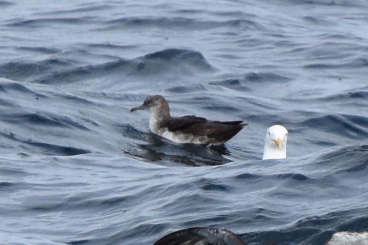 Black-vented Shearwater - Davis Provan