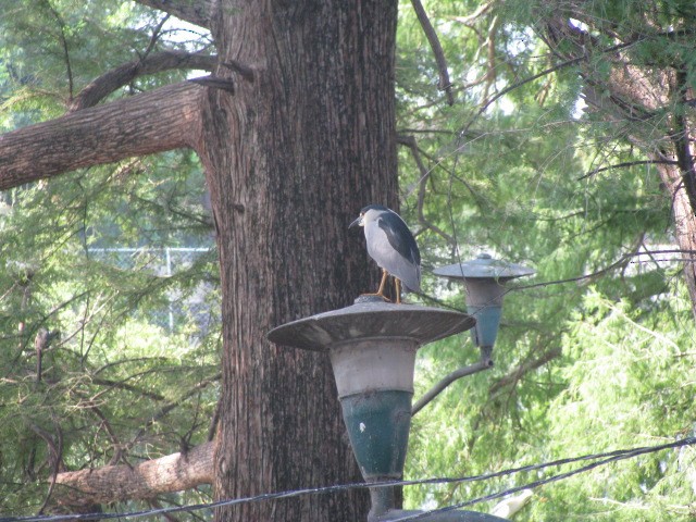 Black-crowned Night Heron - Ian Parrots