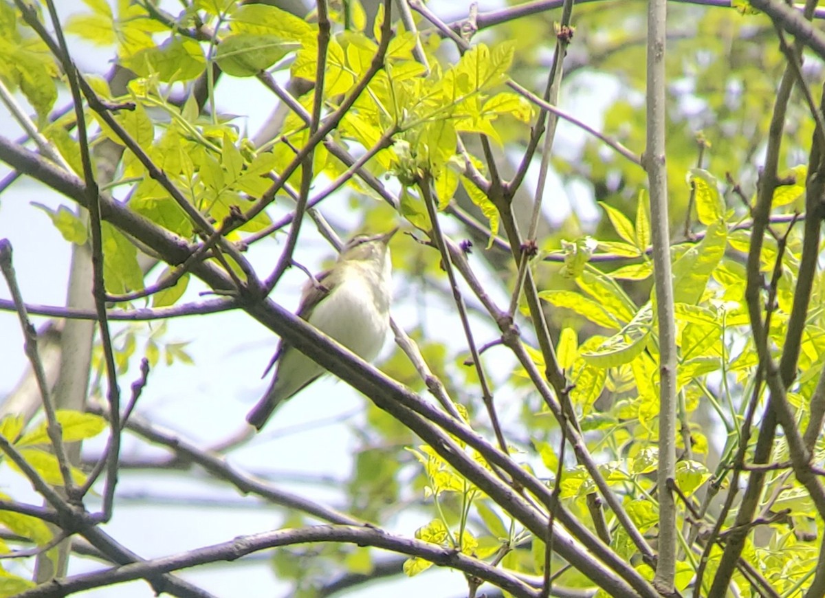 Red-eyed Vireo - Neal Reilly