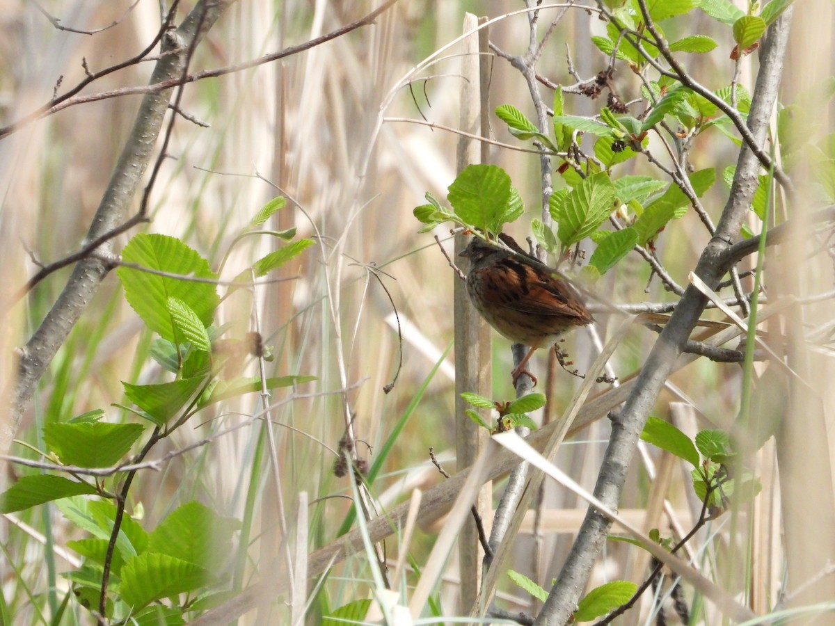 Swamp Sparrow - Jean W. Côté