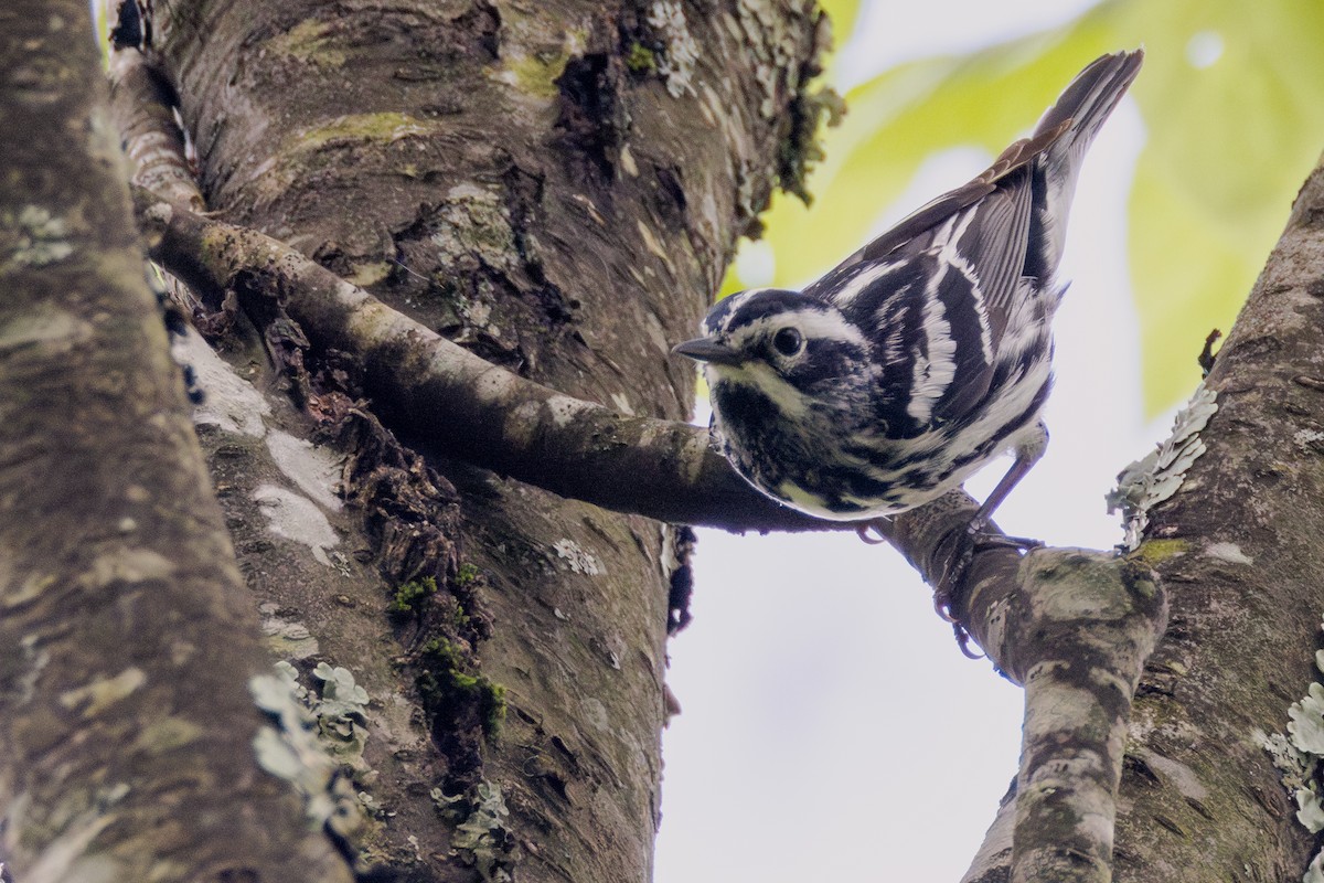 Black-and-white Warbler - ML619373087