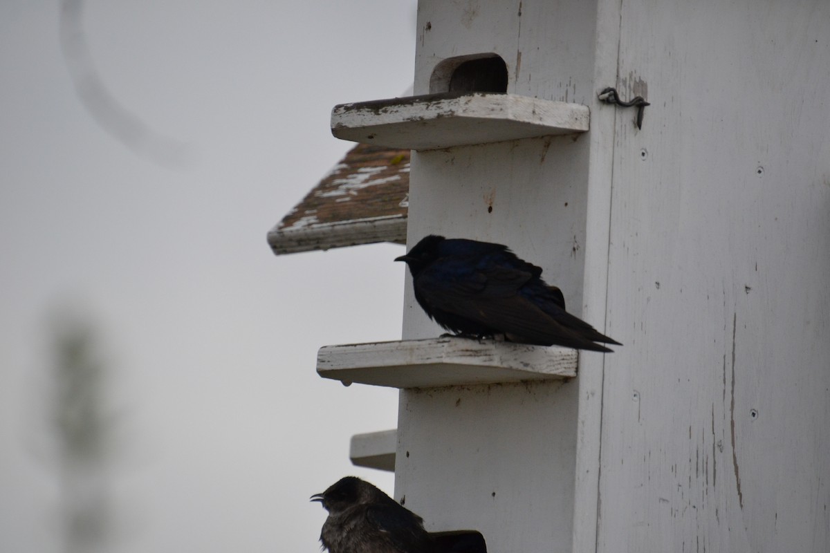 Purple Martin - Ted Armstrong