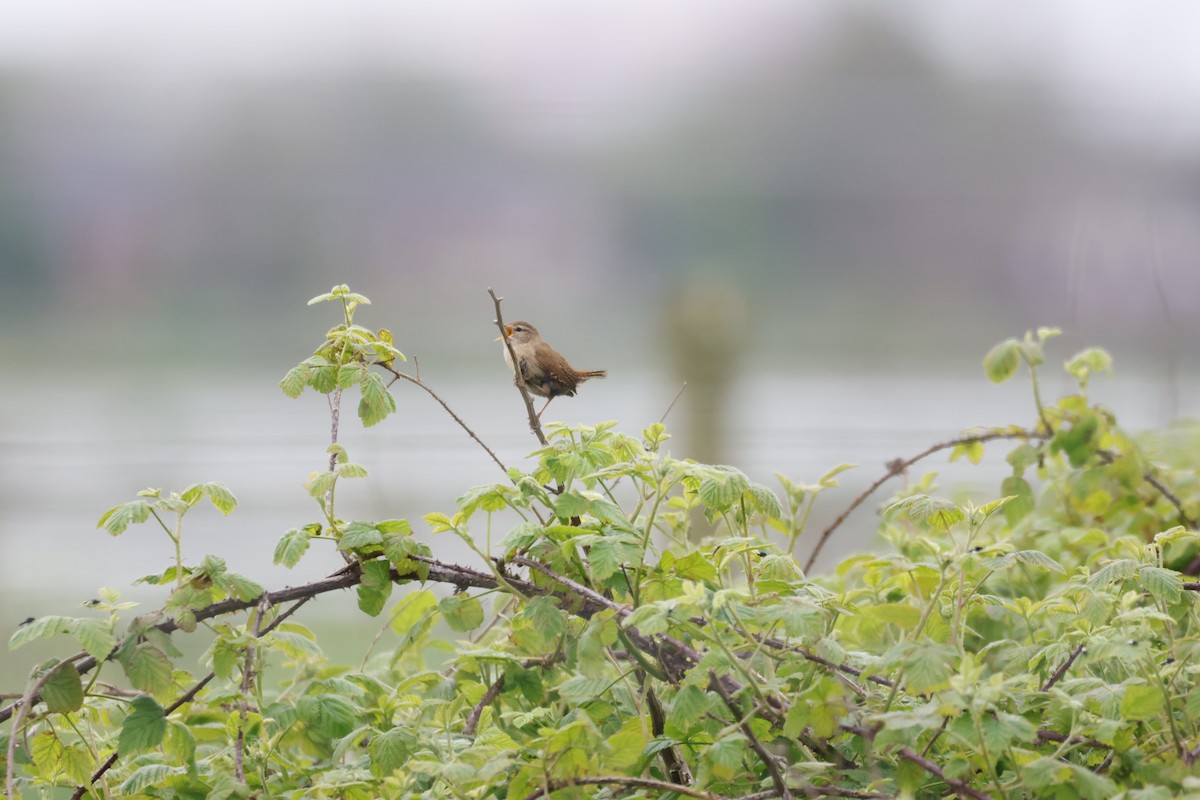 Eurasian Wren - Gareth Bowes