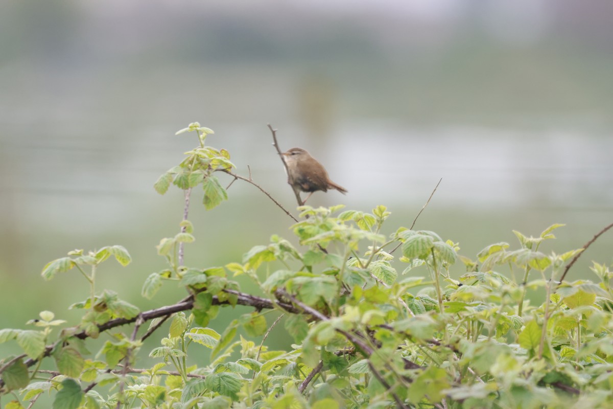 Eurasian Wren - Gareth Bowes