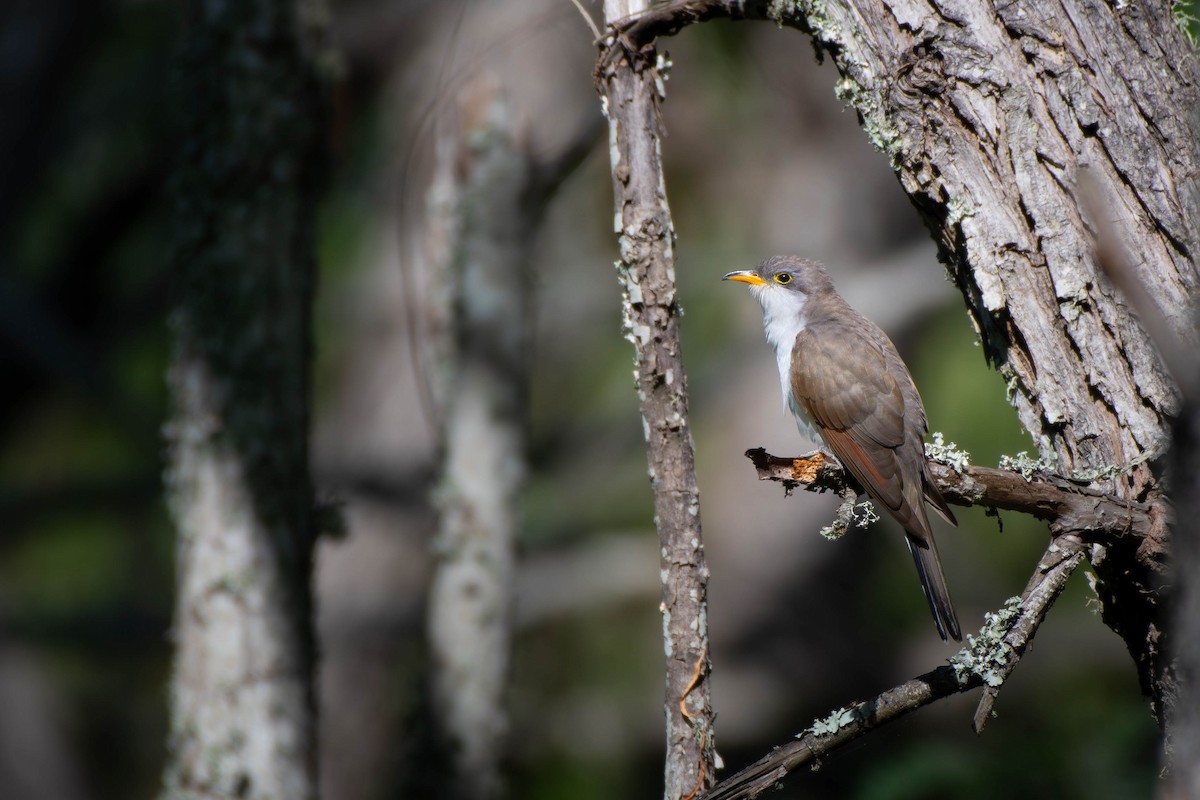 Yellow-billed Cuckoo - Kaleb Anderson