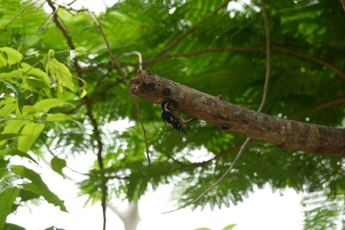 Gray-capped Pygmy Woodpecker - 東展 吳