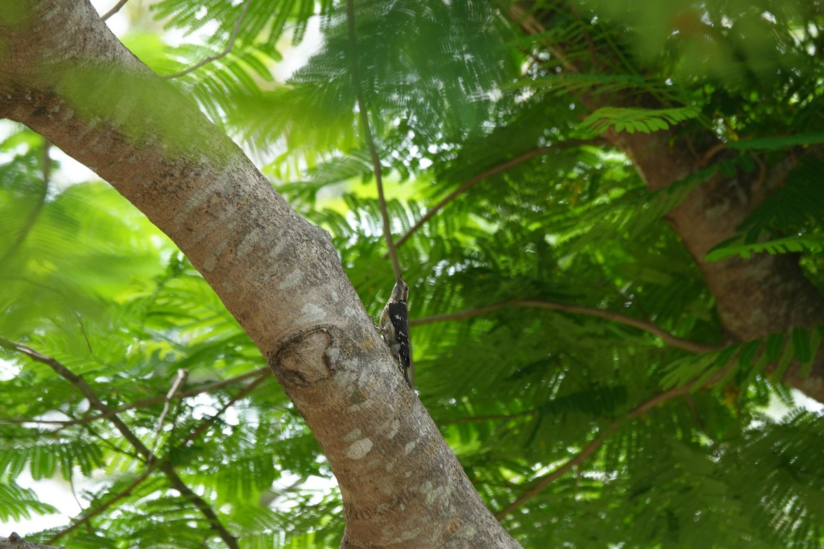 Gray-capped Pygmy Woodpecker - 東展 吳