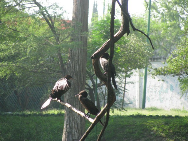 Neotropic Cormorant - Ian Parrots