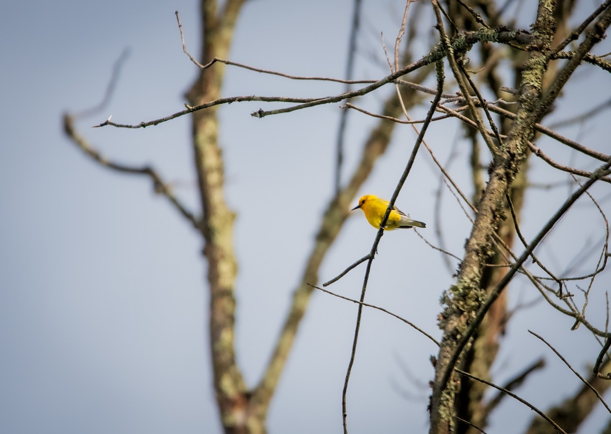 Prothonotary Warbler - Nathan Kennedy