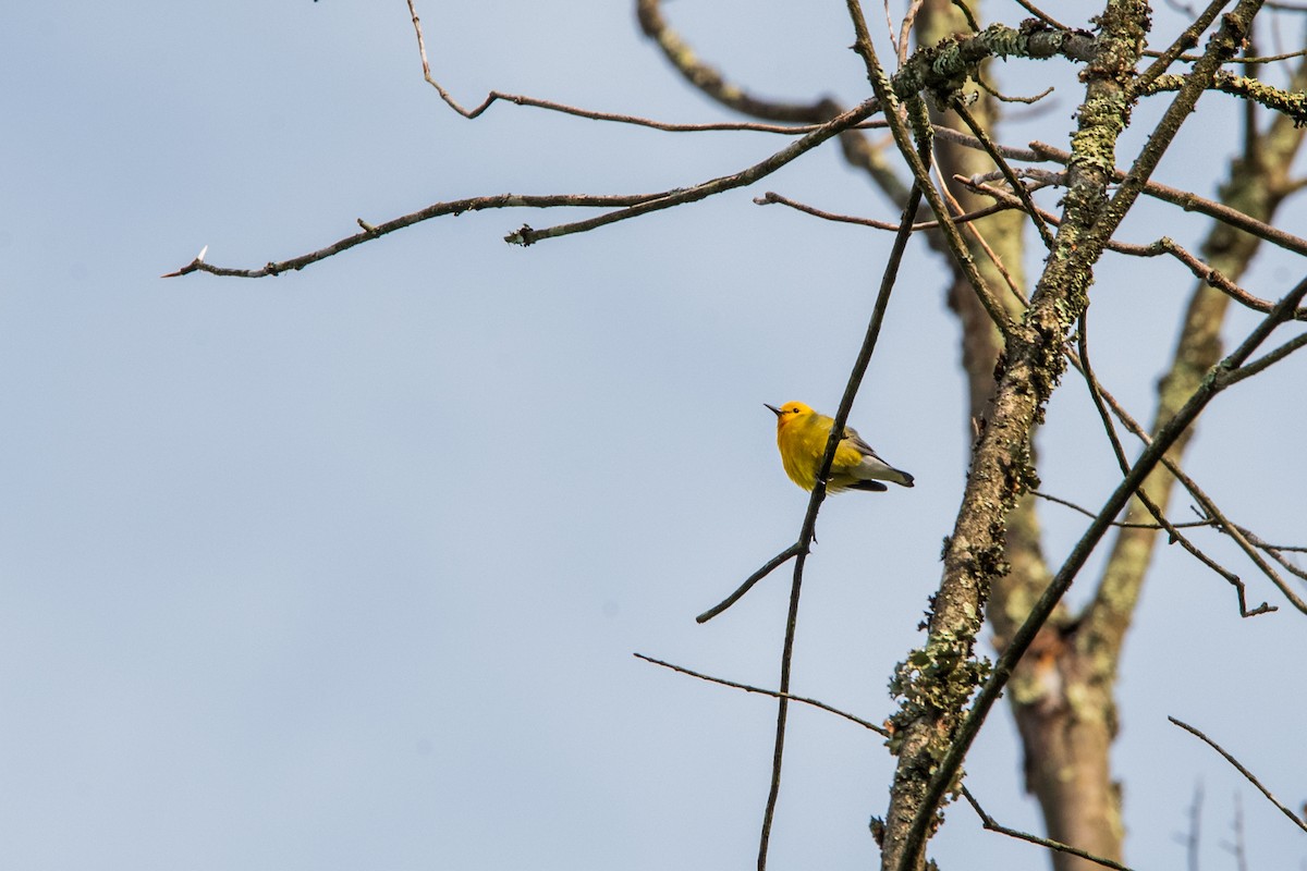 Prothonotary Warbler - Nathan Kennedy