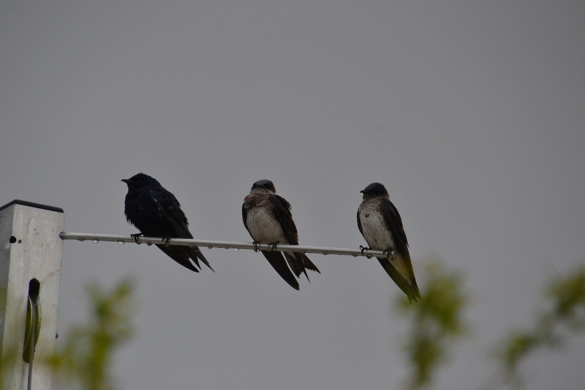 Purple Martin - Ted Armstrong