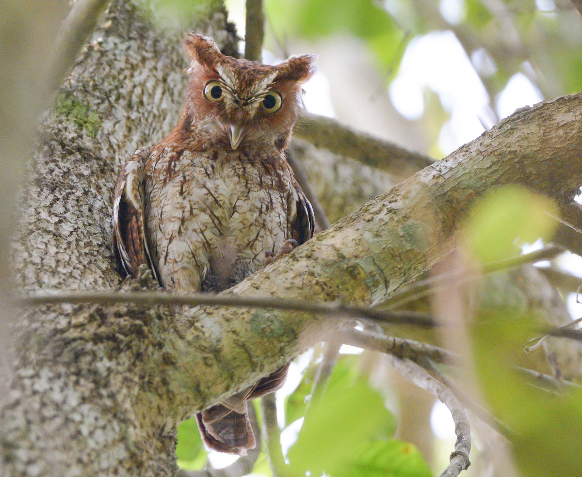 Middle American Screech-Owl - Jorge Dangel