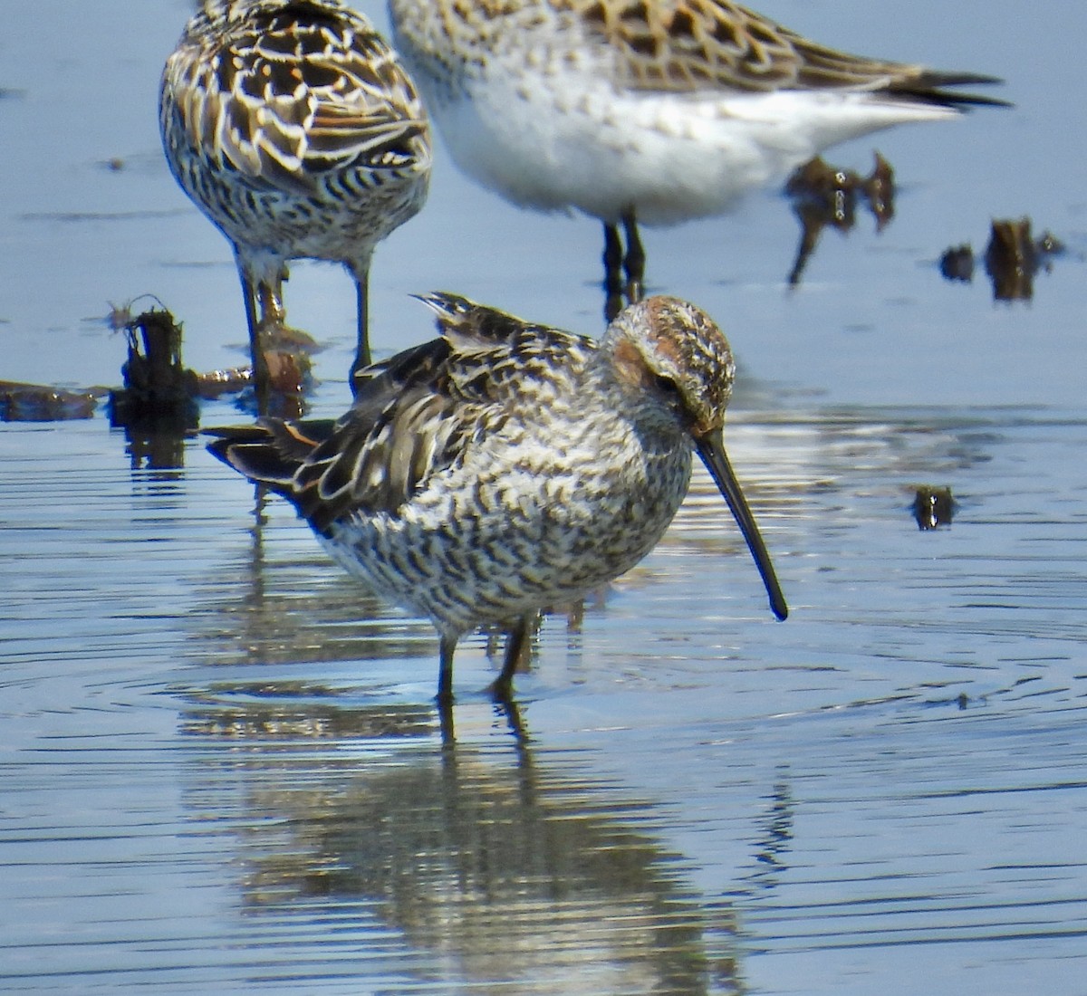 Stilt Sandpiper - ML619373124