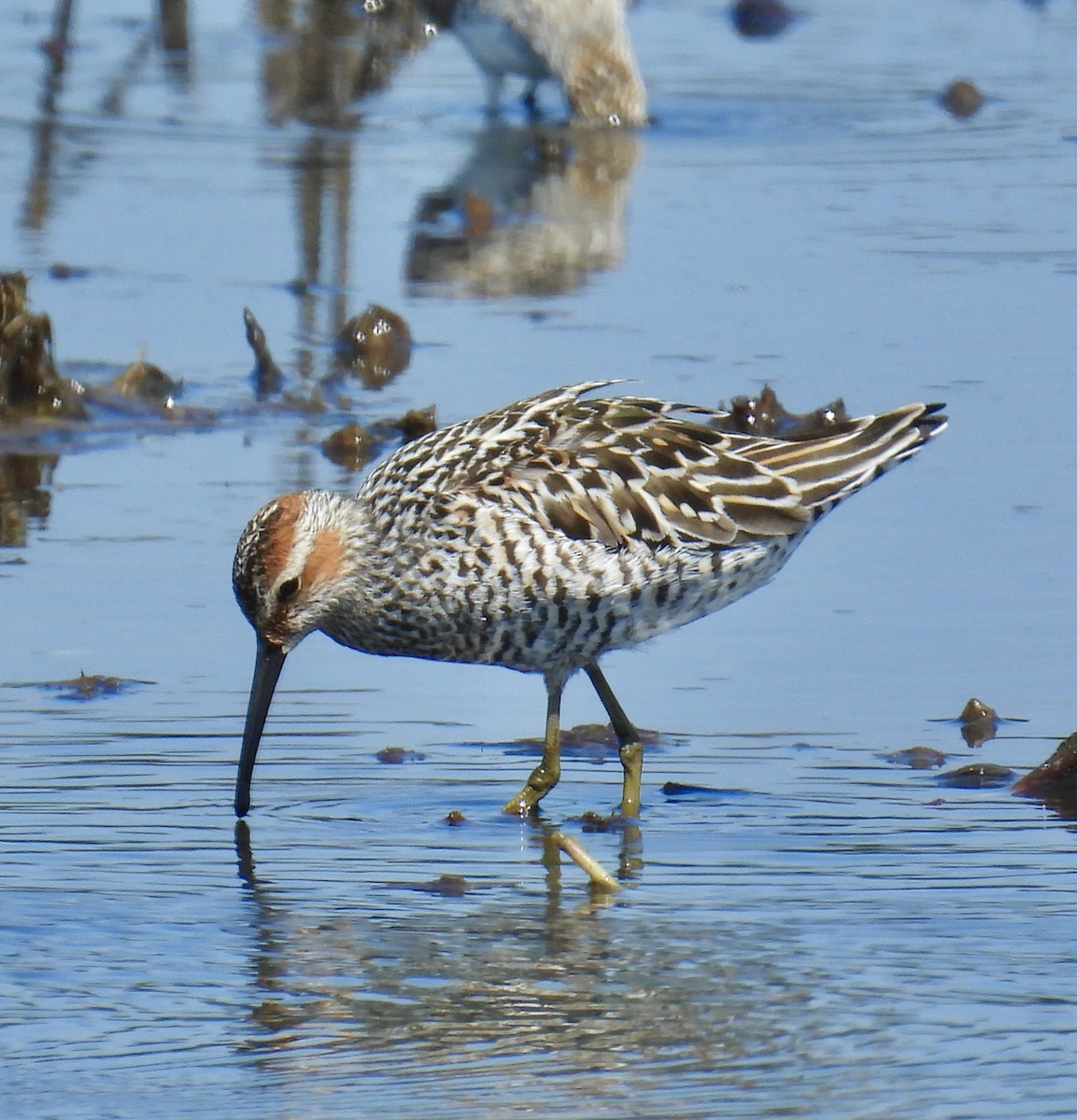 Stilt Sandpiper - ML619373126