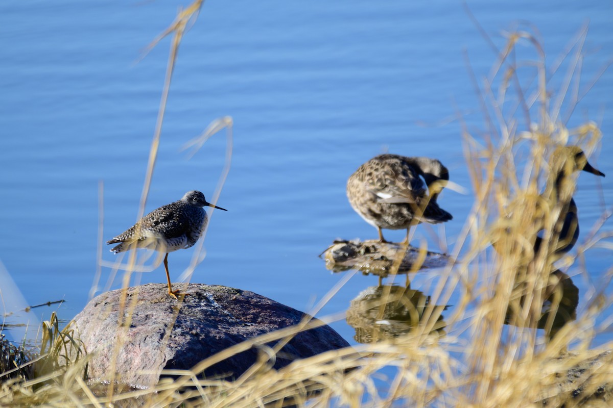 Lesser Yellowlegs - Khoi Nguyen