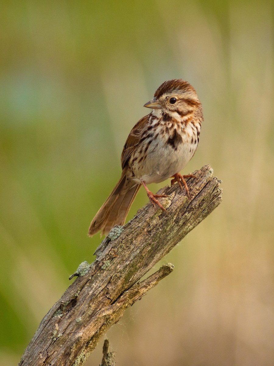 Song Sparrow - Nicholas Hinnant